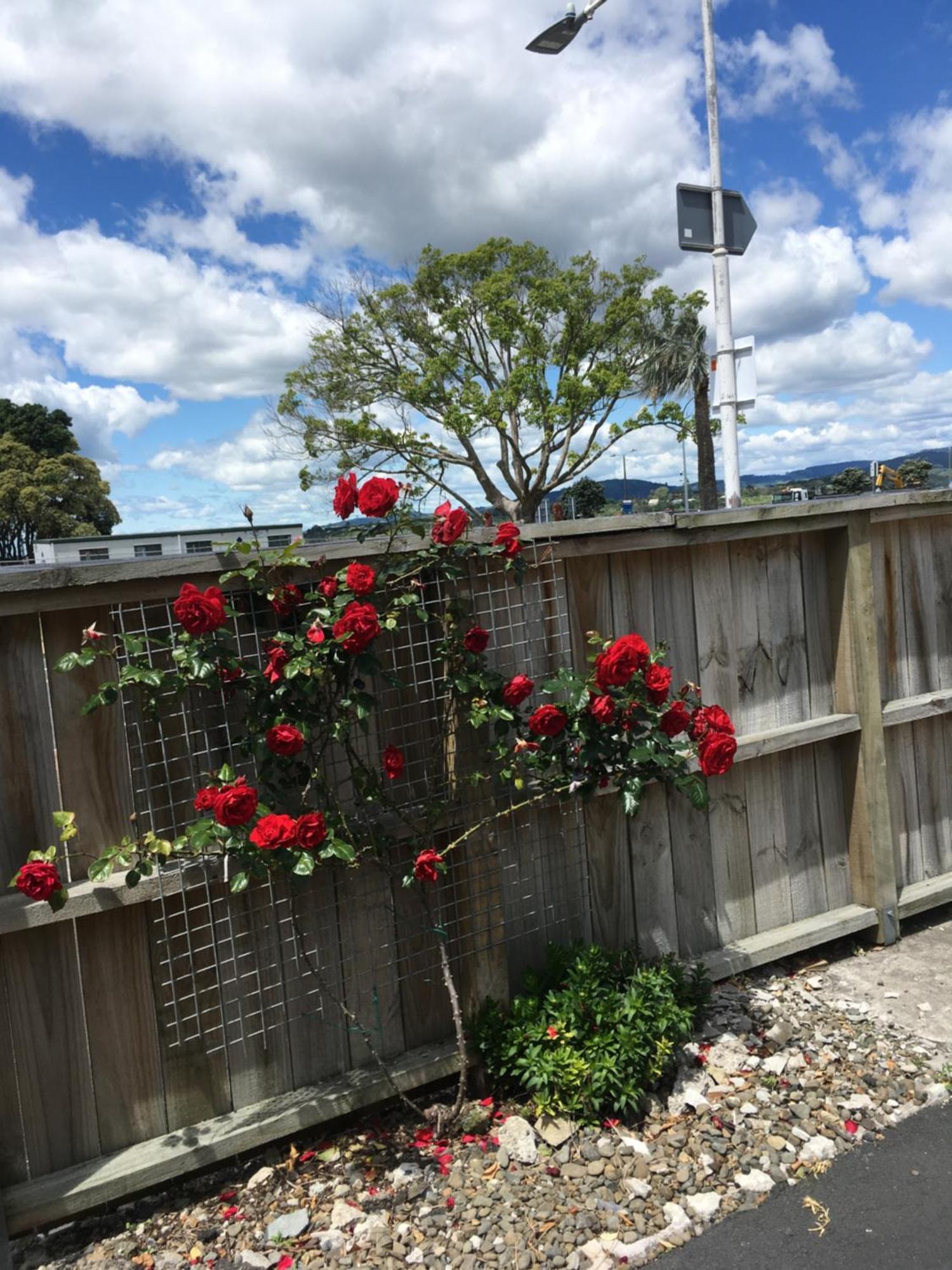Strand Motel Tauranga Exterior foto